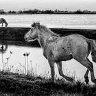 Cavalli delle valli di Comacchio (bn)