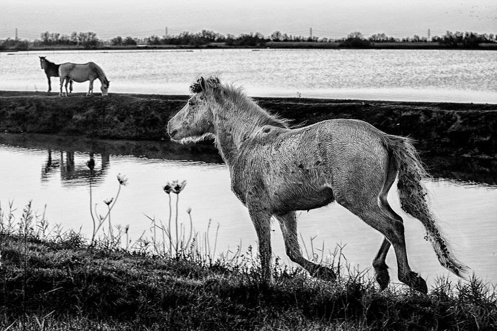 Cavalli delle valli di Comacchio (bn)