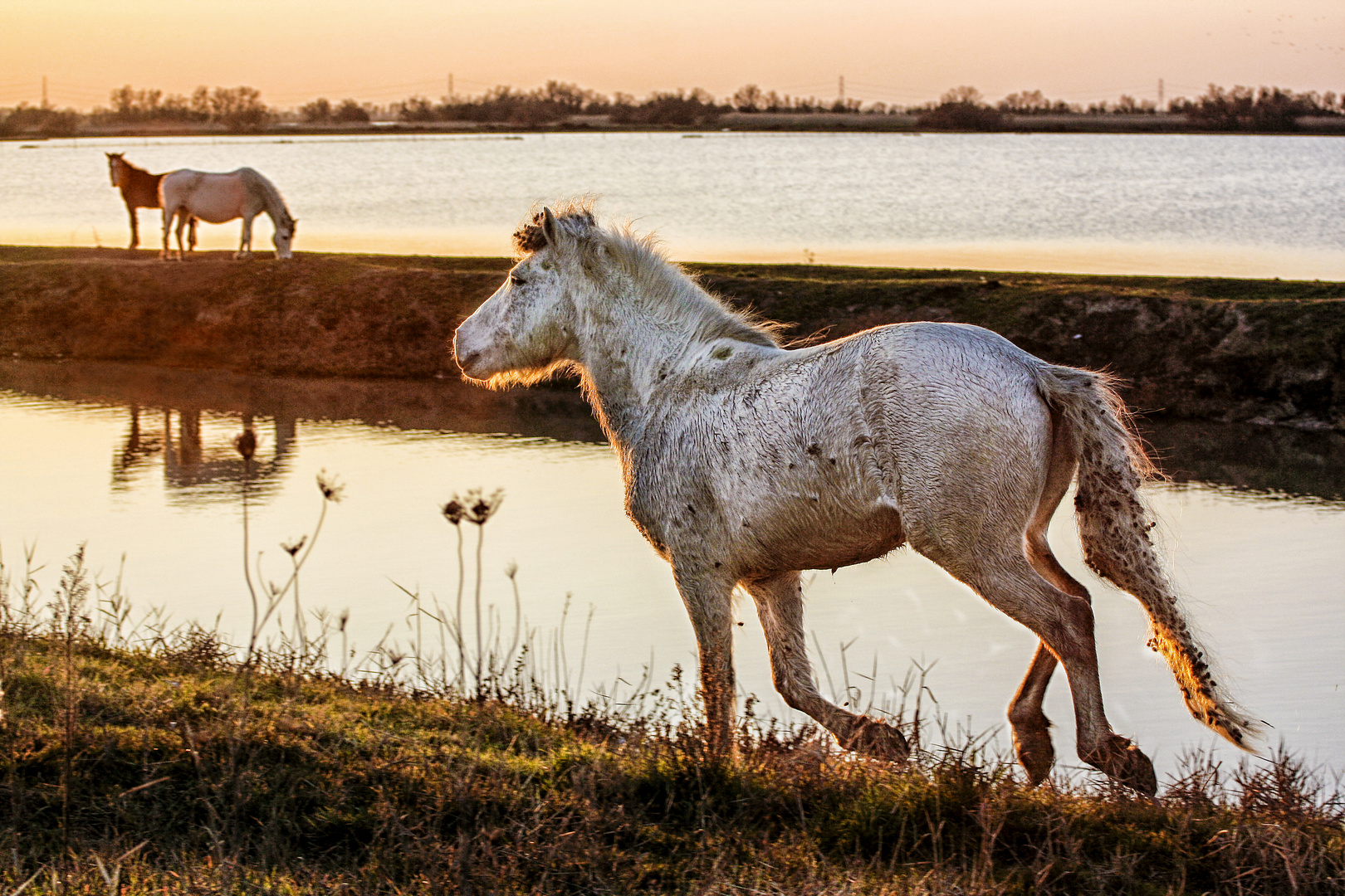 Cavalli delle valli di Comacchio n.2