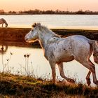 Cavalli delle valli di Comacchio n.2