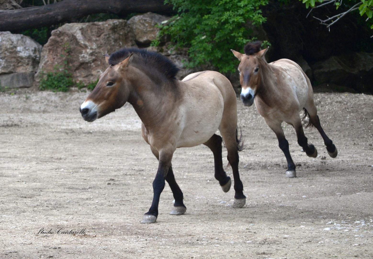 cavalli di corsa