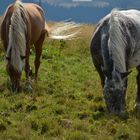 Cavalli di montagna