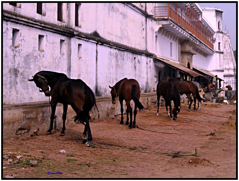 Cavalli di un Maharaja a BodhGaya