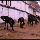 Cavalli di un Maharaja a BodhGaya