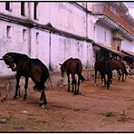 Cavalli di un Maharaja a BodhGaya