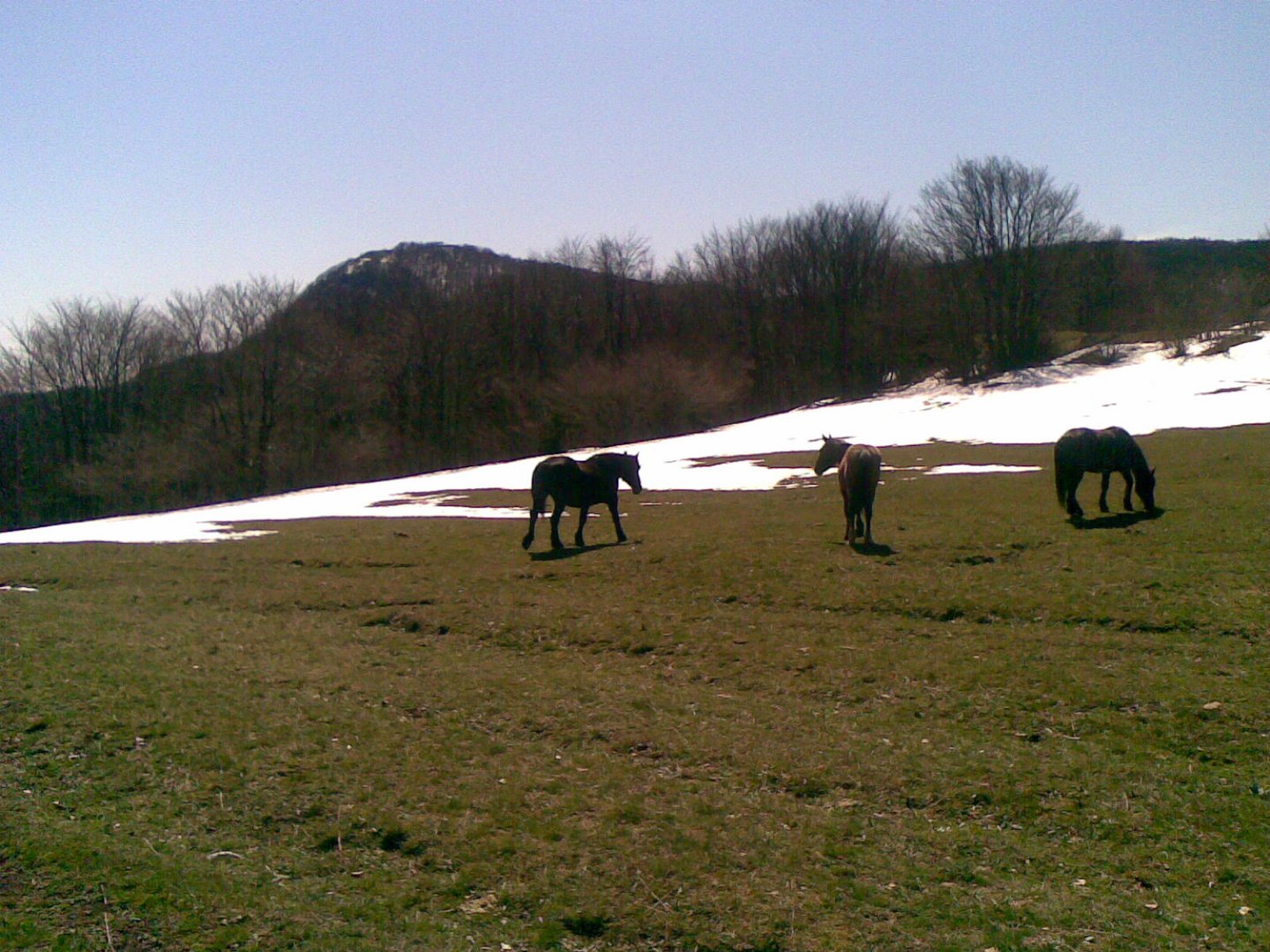 cavalli in libeertà