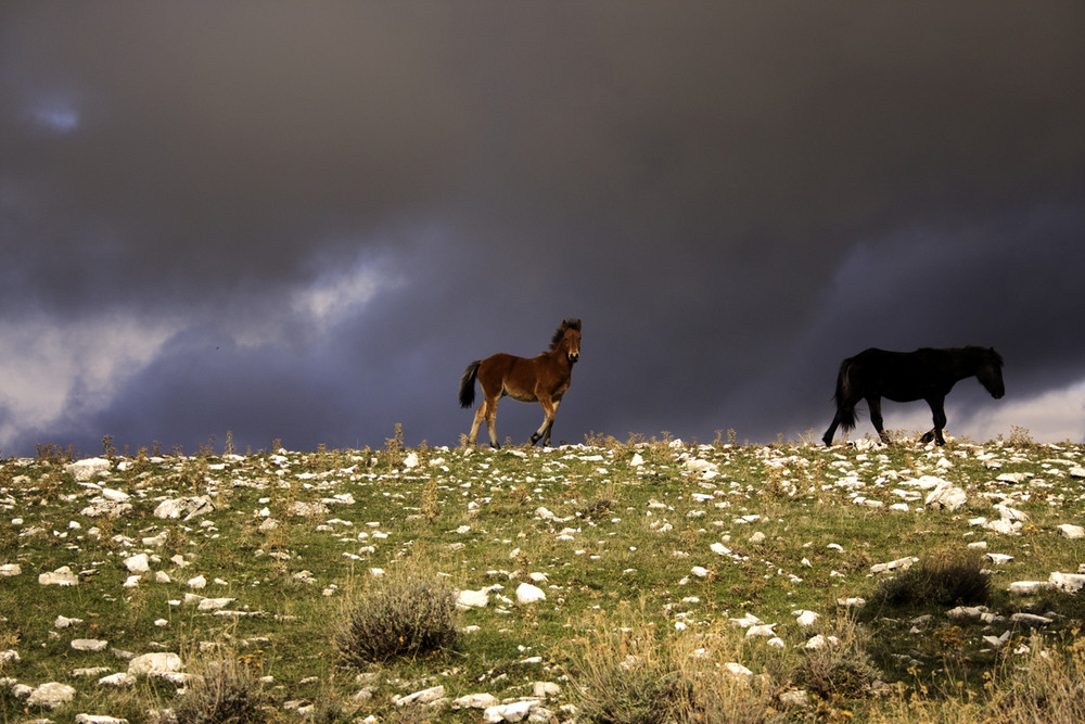 Cavalli in Montagna