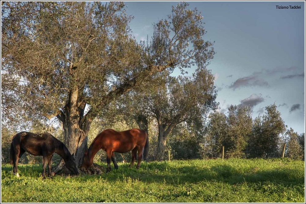 Cavalli innamorati............