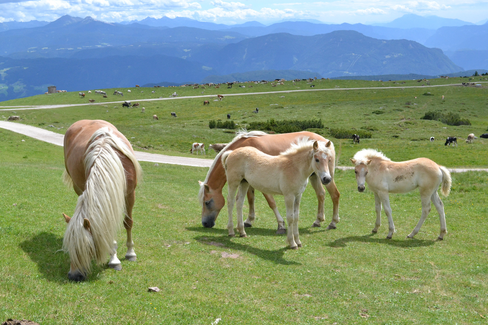 Cavalli liberi in una malga