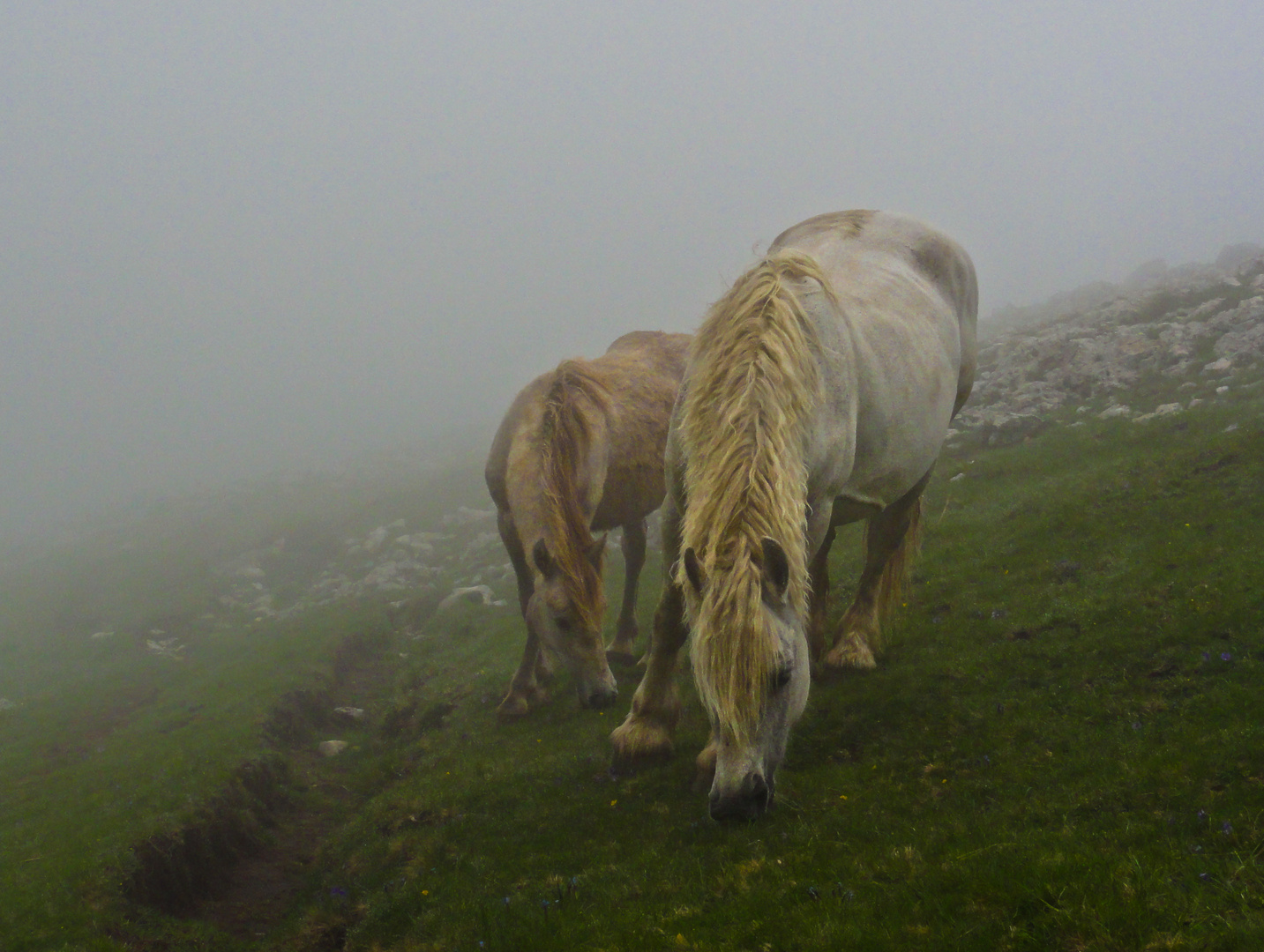 Cavalli nella nebbia, horses in the mist