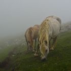 Cavalli nella nebbia, horses in the mist