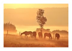 Cavalli nella nebbia mattutina