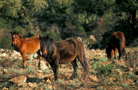 Cavalli selvatici - Giara di Gesturi e Tuili - Sardegna