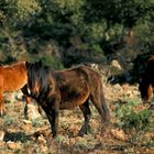 Cavalli selvatici - Giara di Gesturi e Tuili - Sardegna