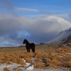 cavallini islandesi (3)