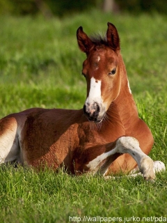 cavallino