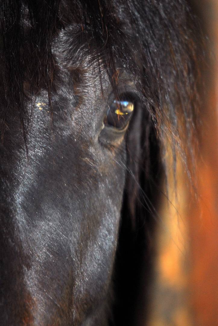 cavallino ,cavallino..