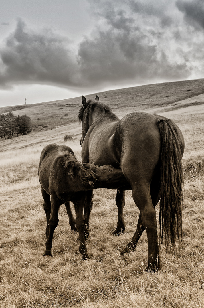 Cavallino del Pratomagno