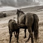 Cavallino del Pratomagno