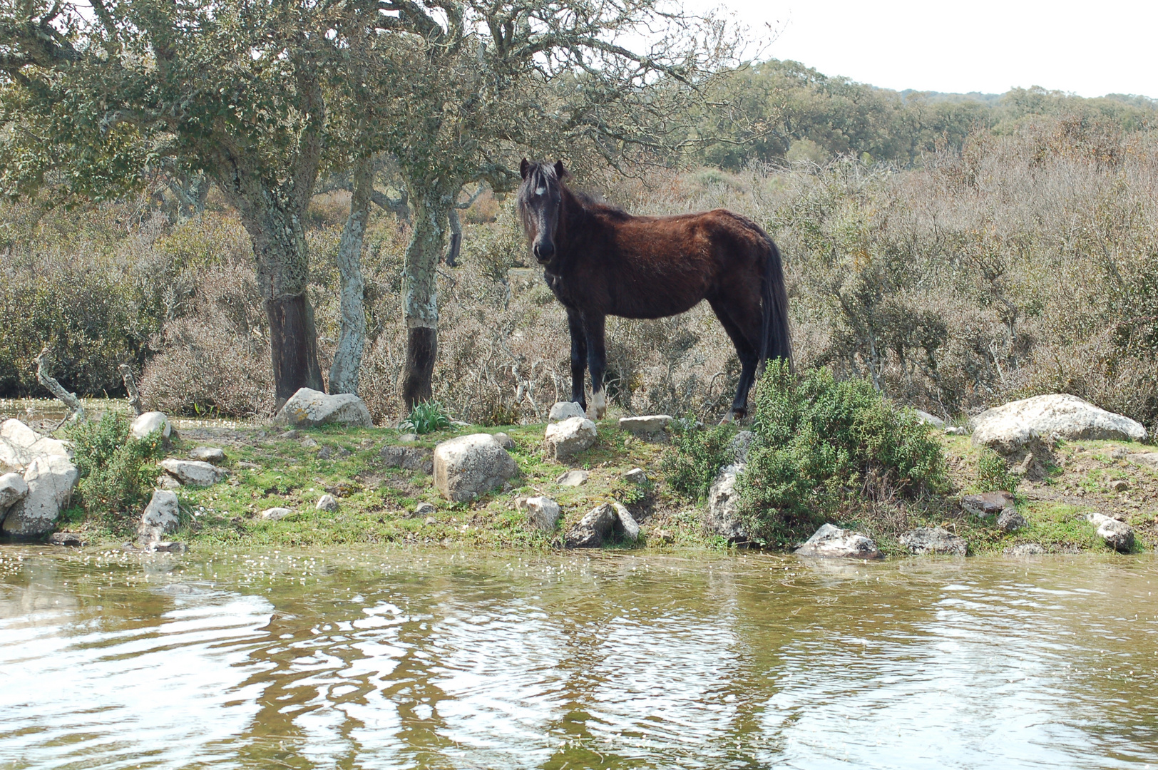 Cavallino della giara di Gesturi