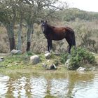 Cavallino della giara di Gesturi