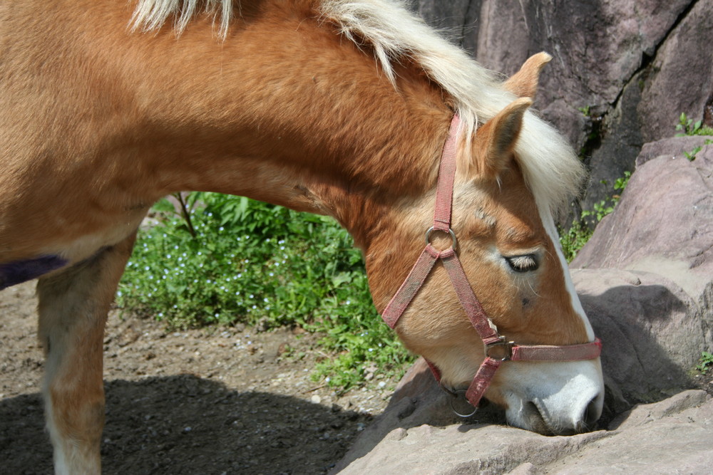 cavallo