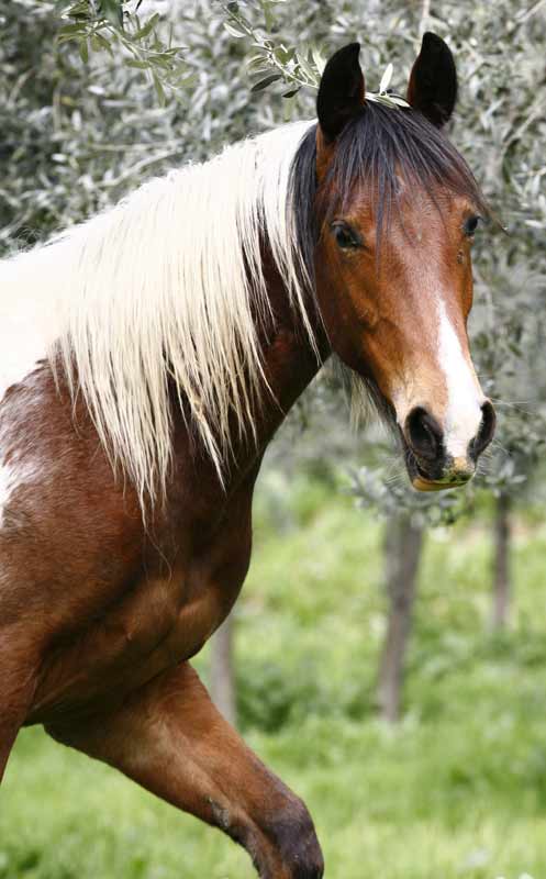 cavallo