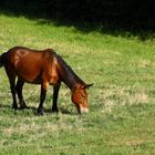 Cavallo