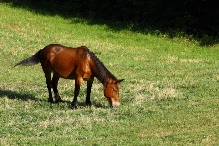 Cavallo