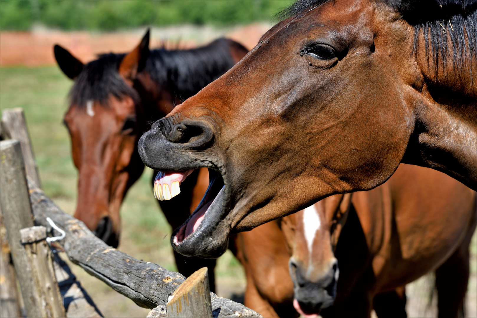 Cavallo