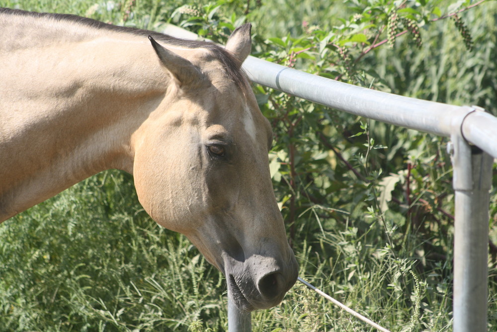 cavallo