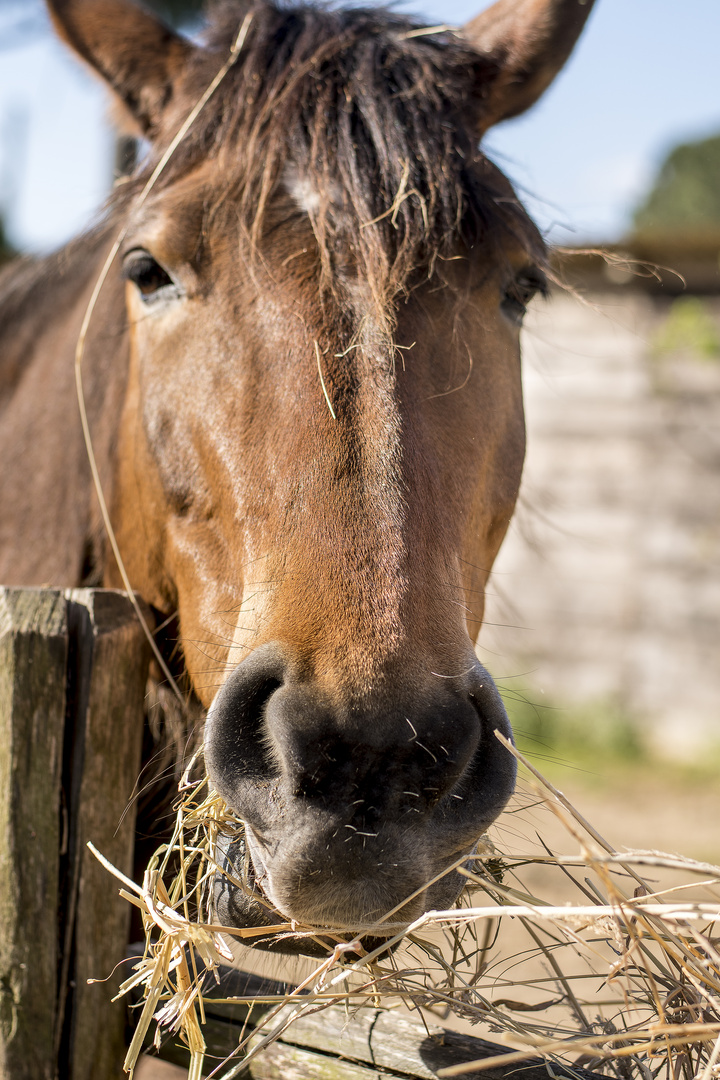 Cavallo