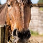 Cavallo