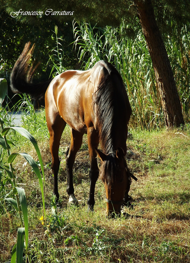 Cavallo