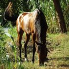 Cavallo