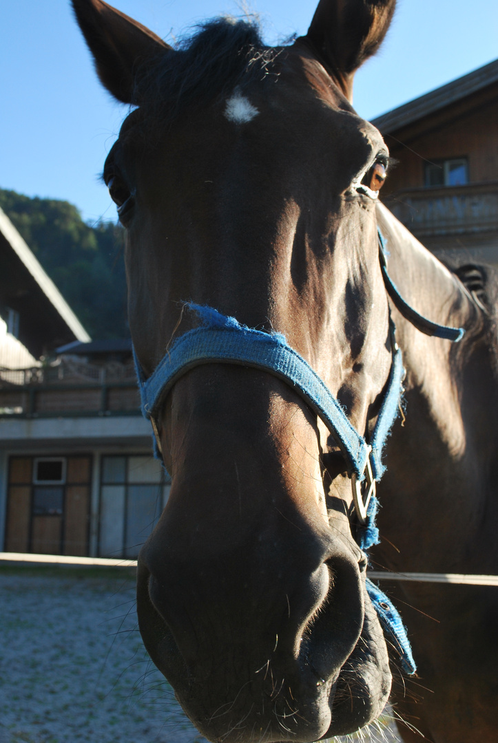 Cavallo a St.Gilgen