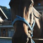 Cavallo a St.Gilgen