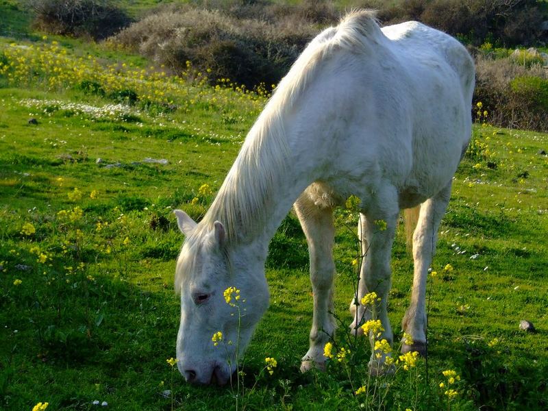 Cavallo al pascolo