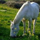 Cavallo al pascolo