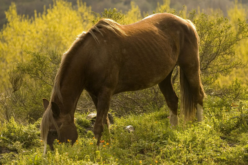 Cavallo al pascolo a Mandanici (ME)