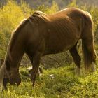 Cavallo al pascolo a Mandanici (ME)