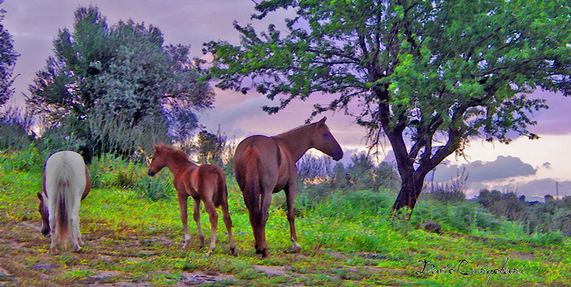 cavallo al tramonto