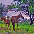 cavallo al tramonto