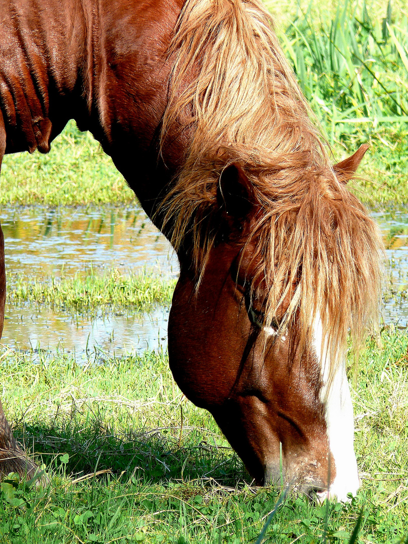 cavallo assetato