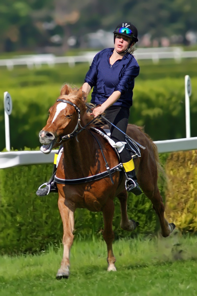 Cavallo Avelignese "Haflinger" a Maia Merano