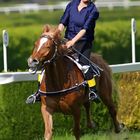 Cavallo Avelignese "Haflinger" a Maia Merano