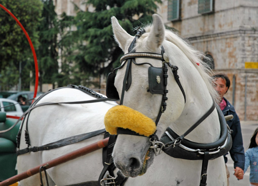 cavallo bardato