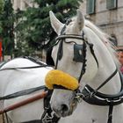 cavallo bardato