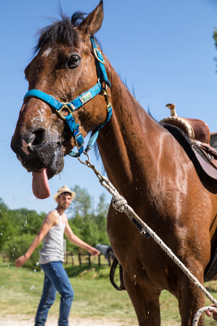 Cavallo