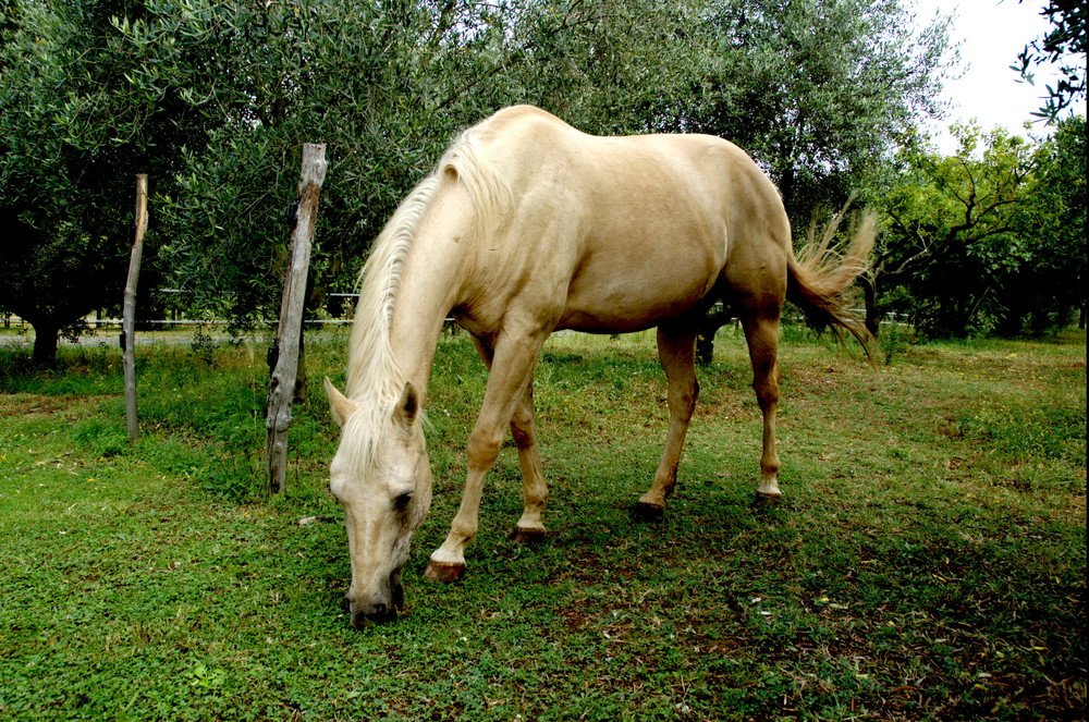 Cavallo bianco 2